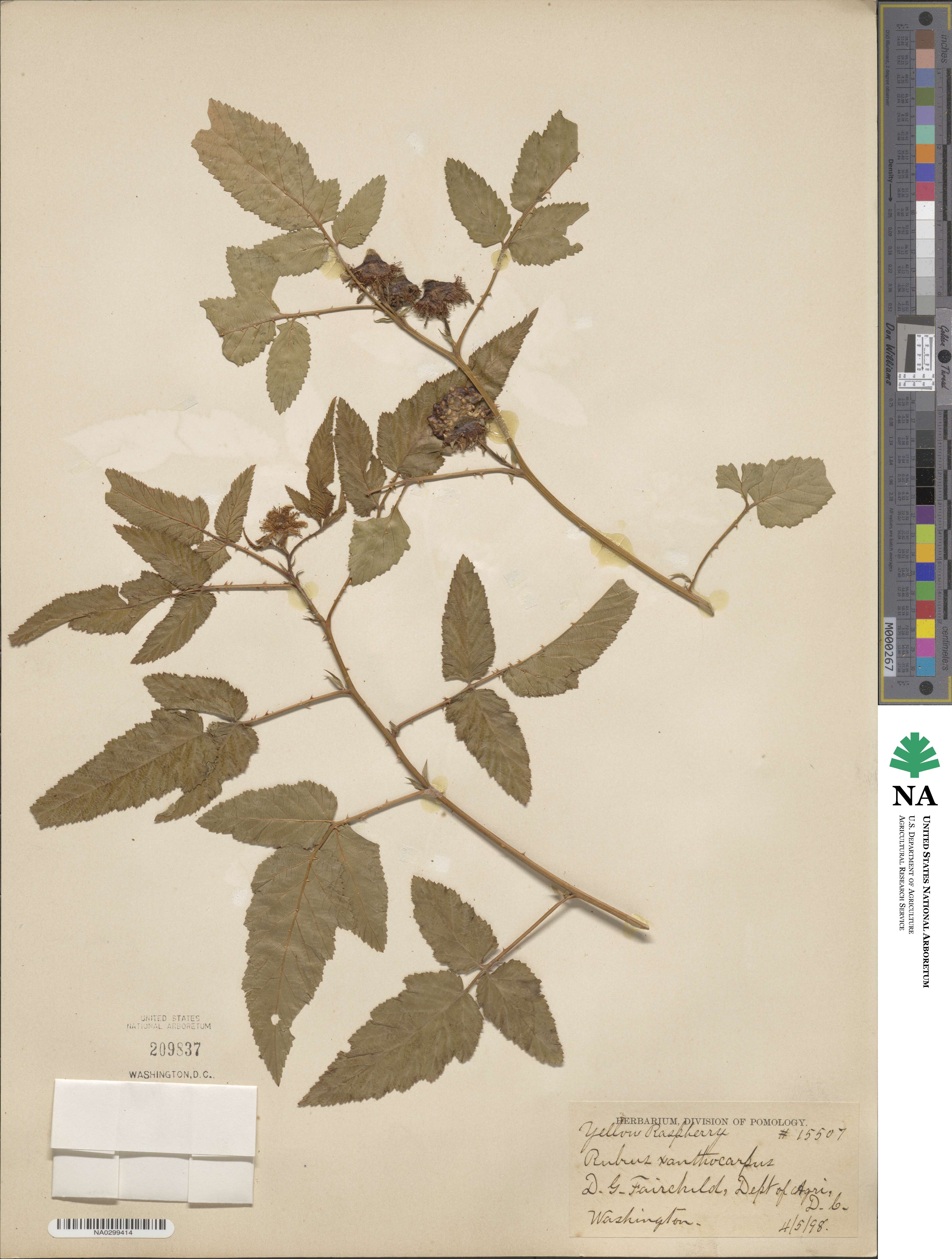 Rubus xanthocarpus image