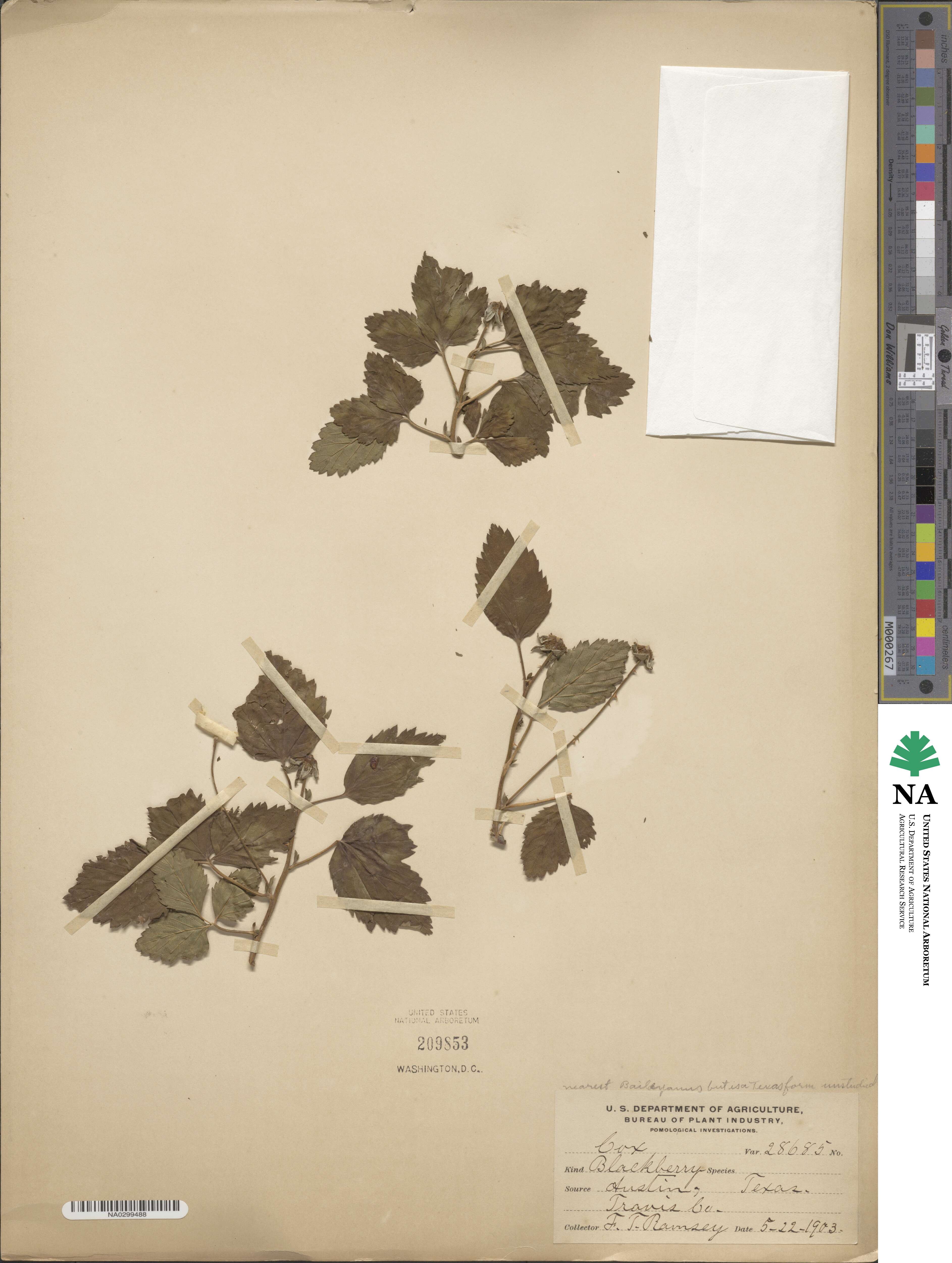 Rubus image