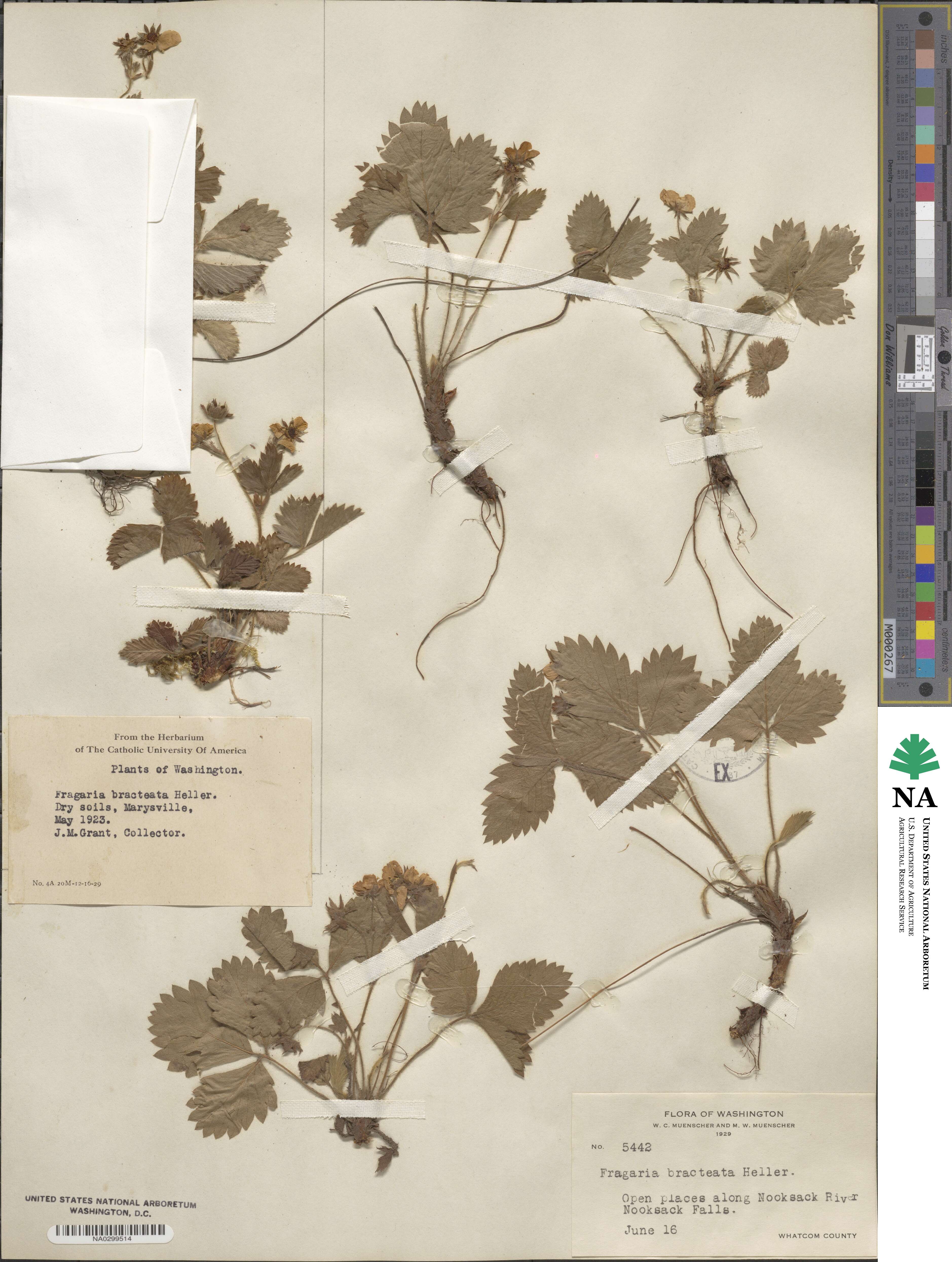 Fragaria vesca subsp. bracteata image