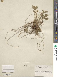 Fragaria vesca subsp. bracteata image