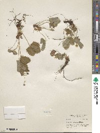 Fragaria vesca subsp. bracteata image