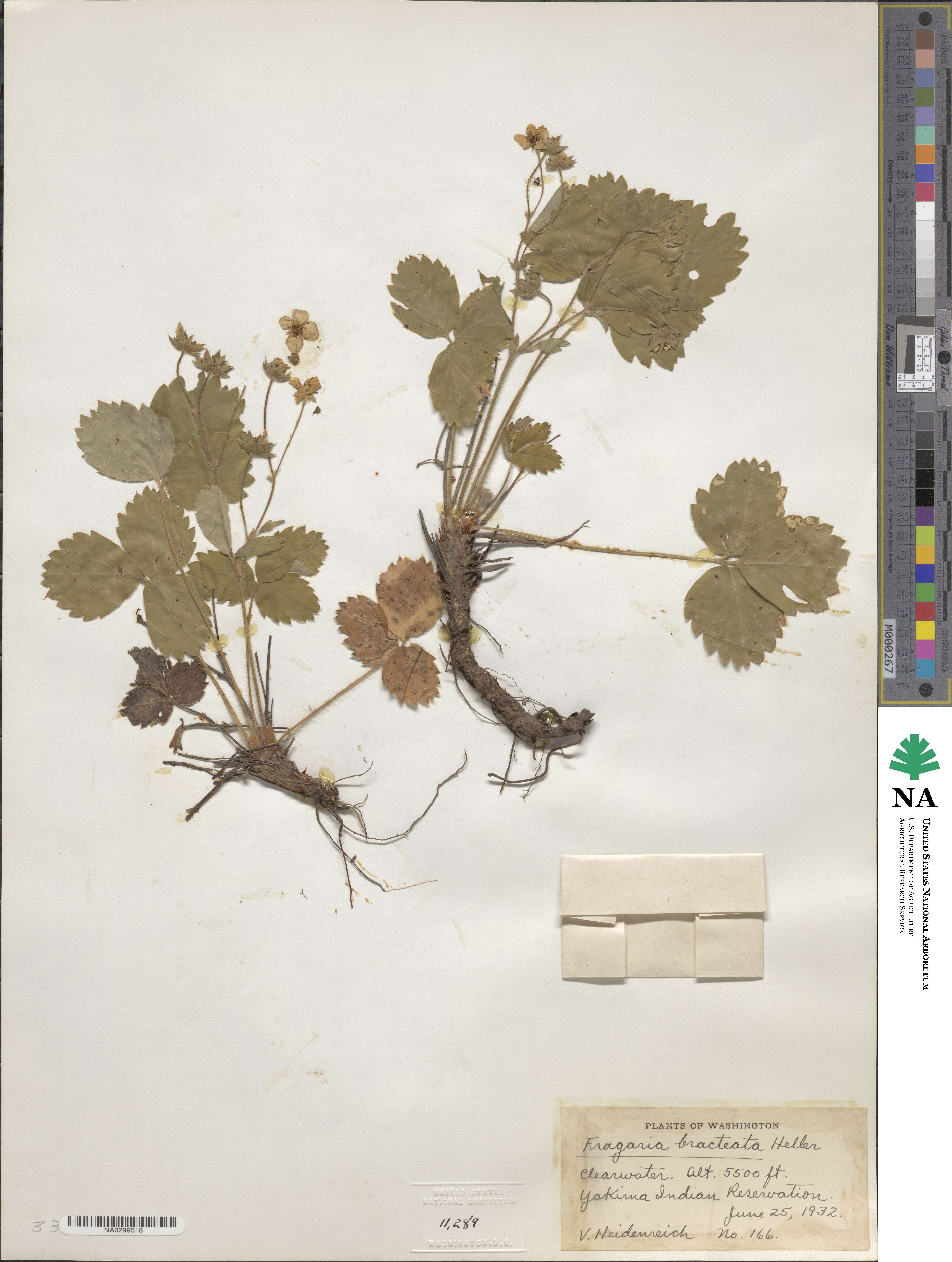 Fragaria vesca image