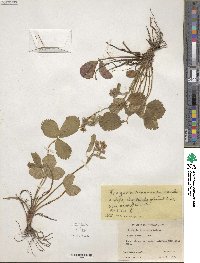 Fragaria vesca subsp. bracteata image