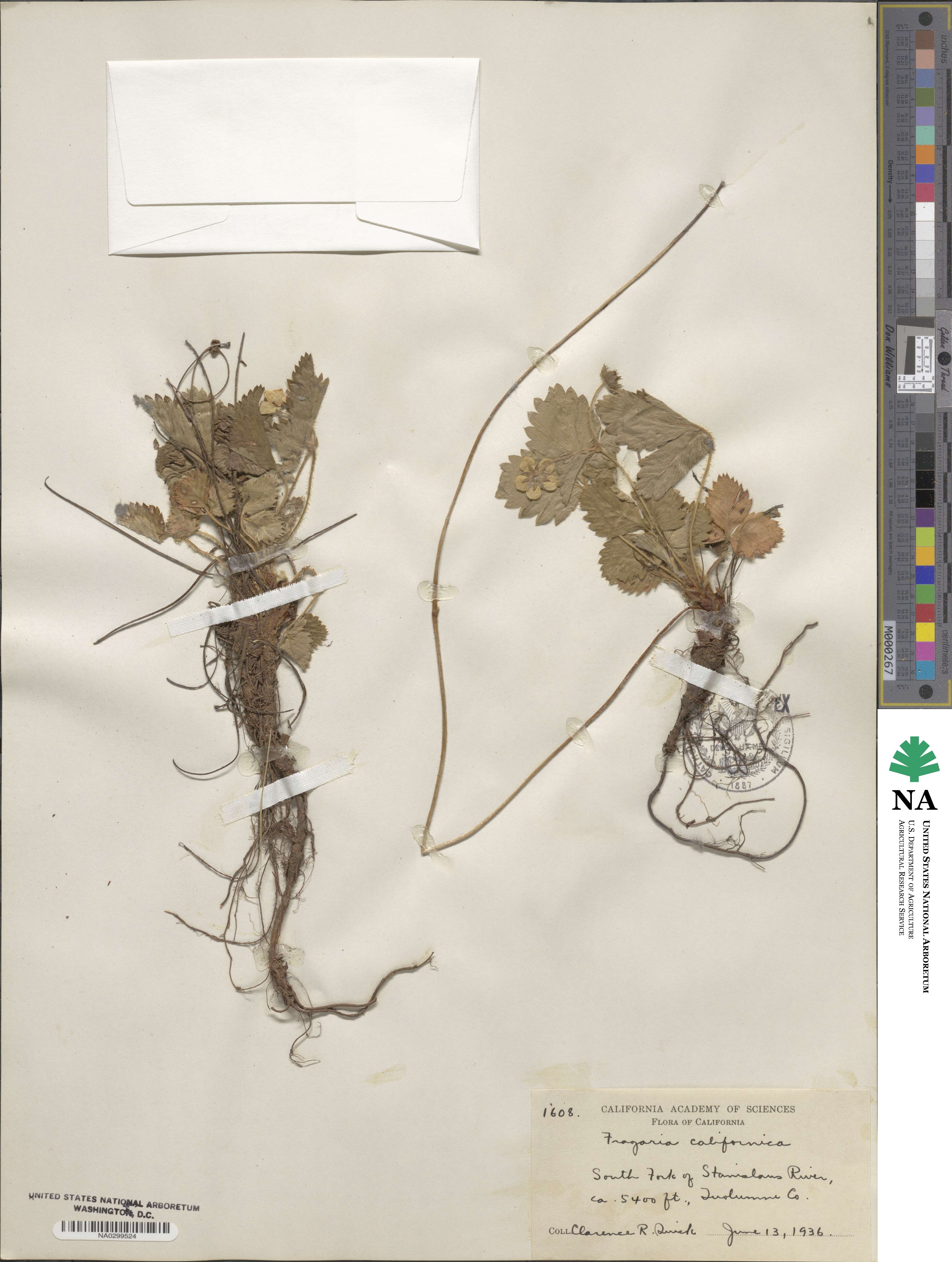Fragaria californica image