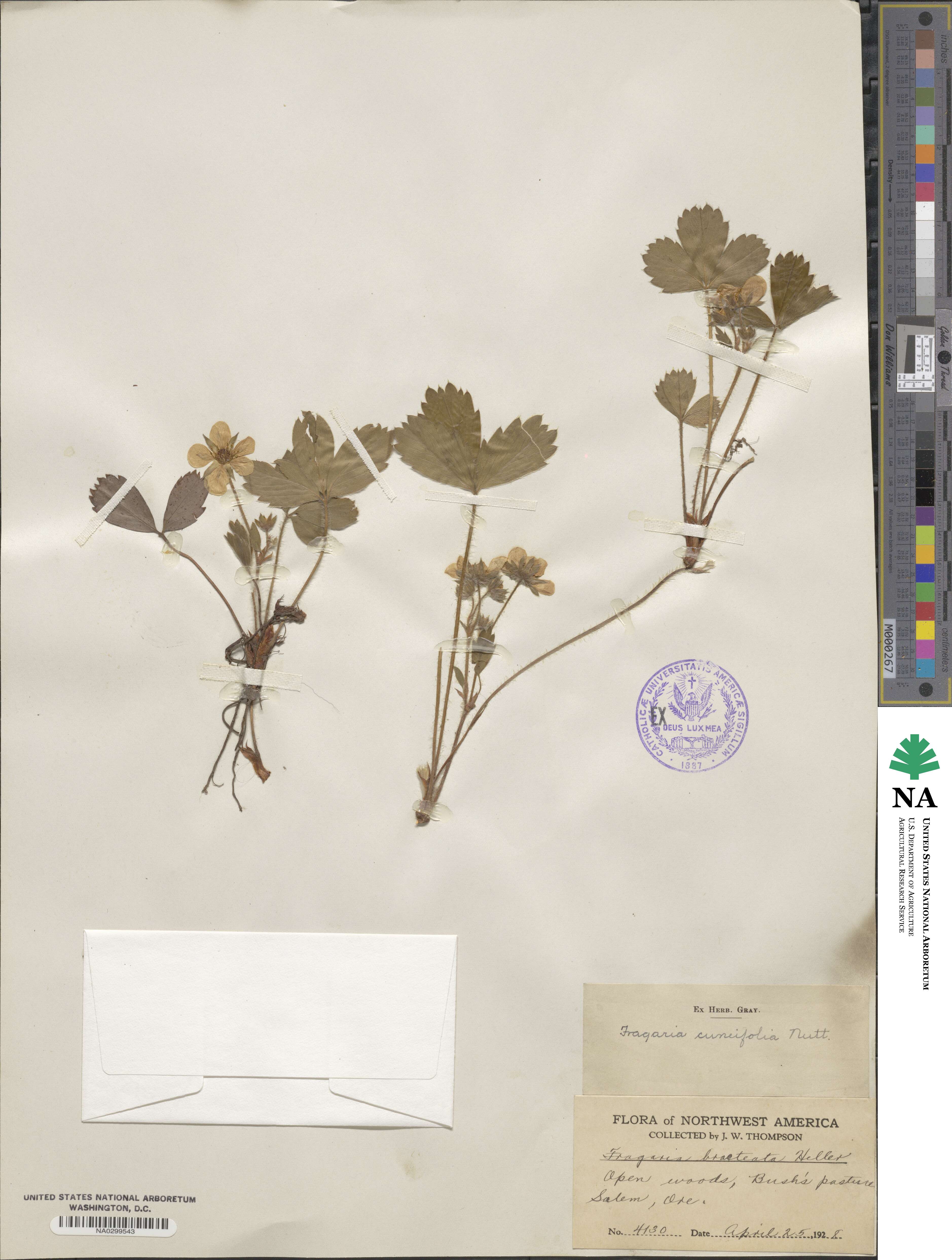 Fragaria × ananassa image