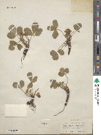 Fragaria virginiana subsp. glauca image