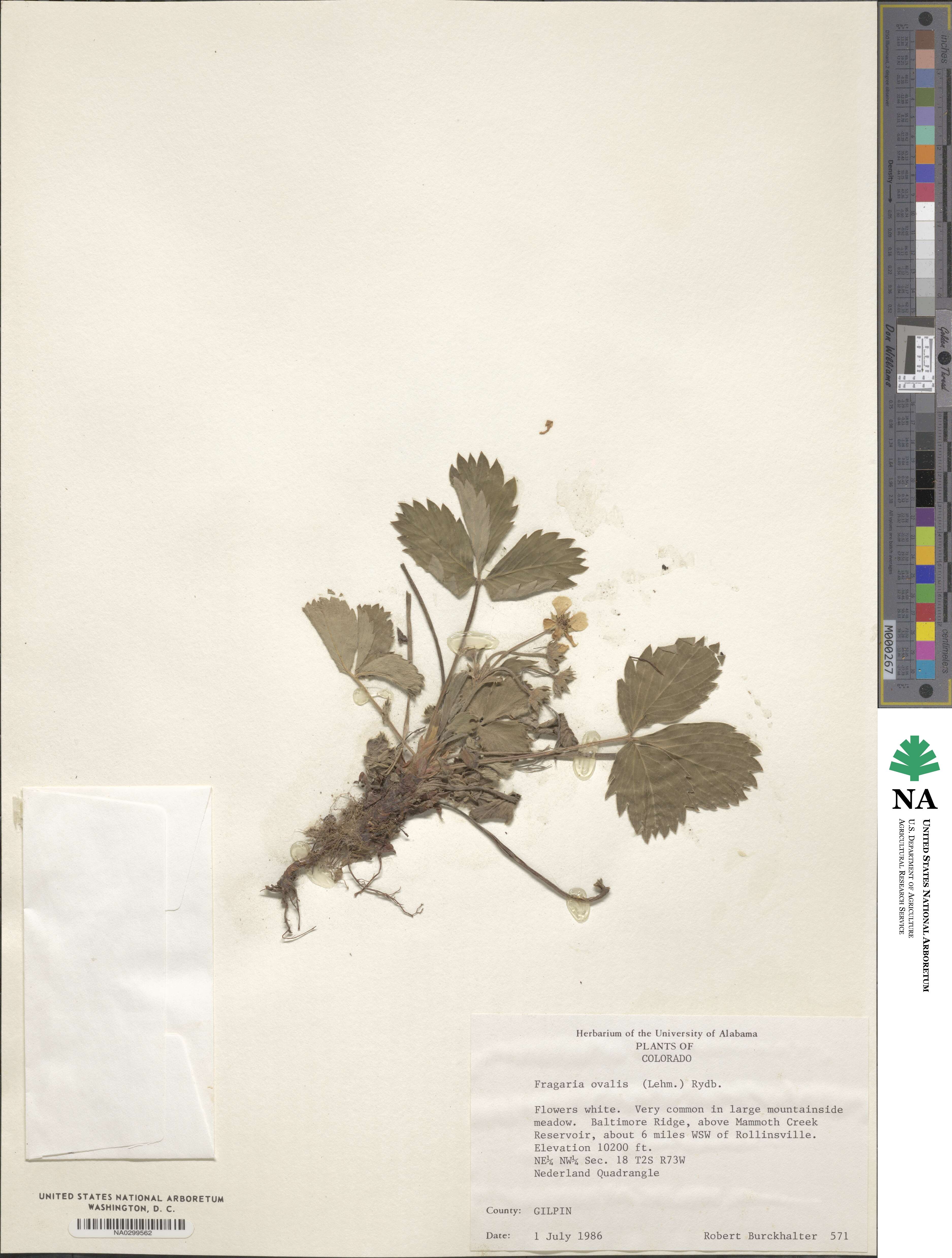 Fragaria virginiana subsp. glauca image
