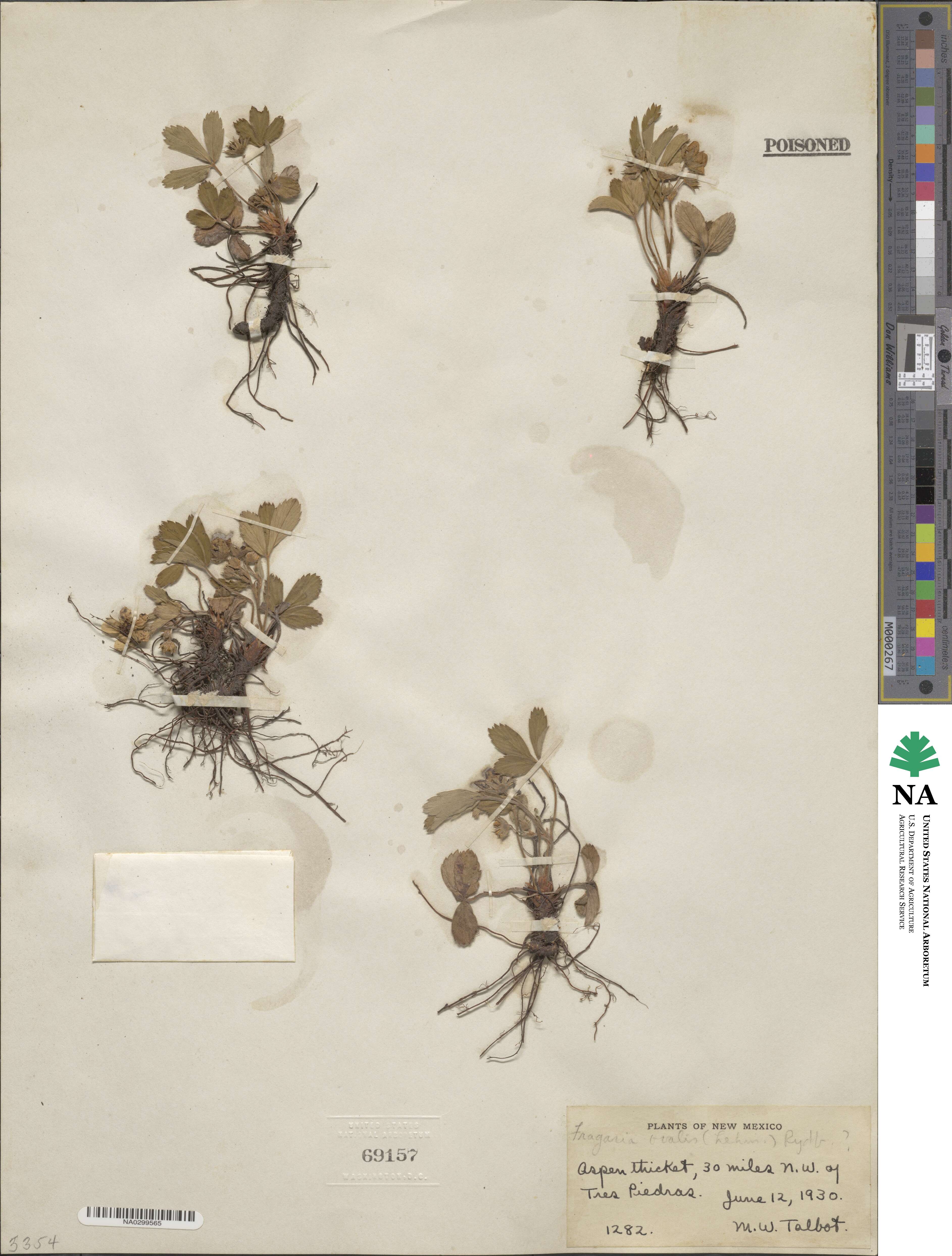 Fragaria virginiana subsp. glauca image