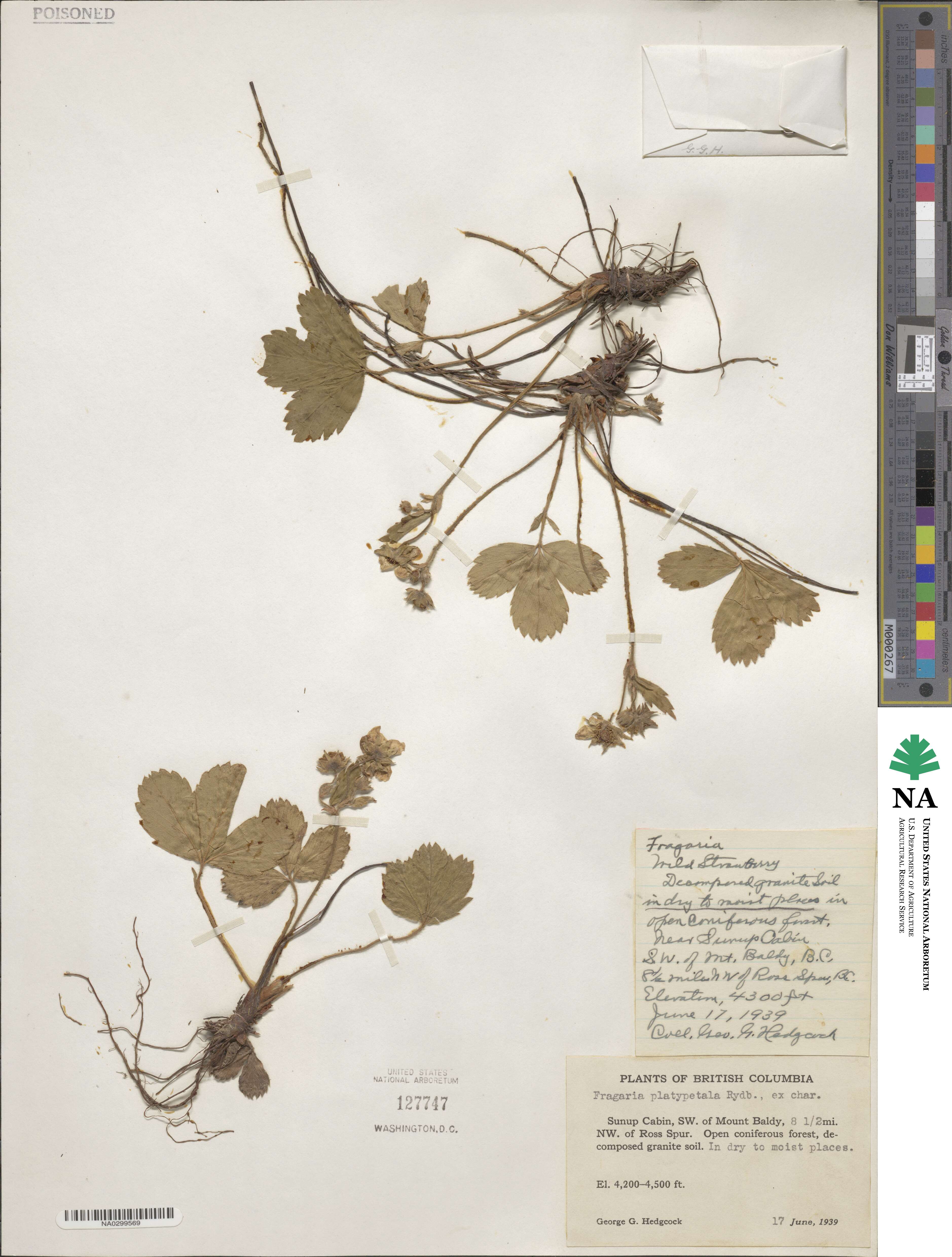 Fragaria virginiana subsp. platypetala image