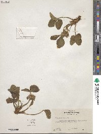 Fragaria vesca image