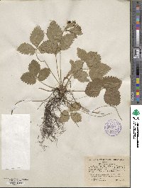 Fragaria vesca image