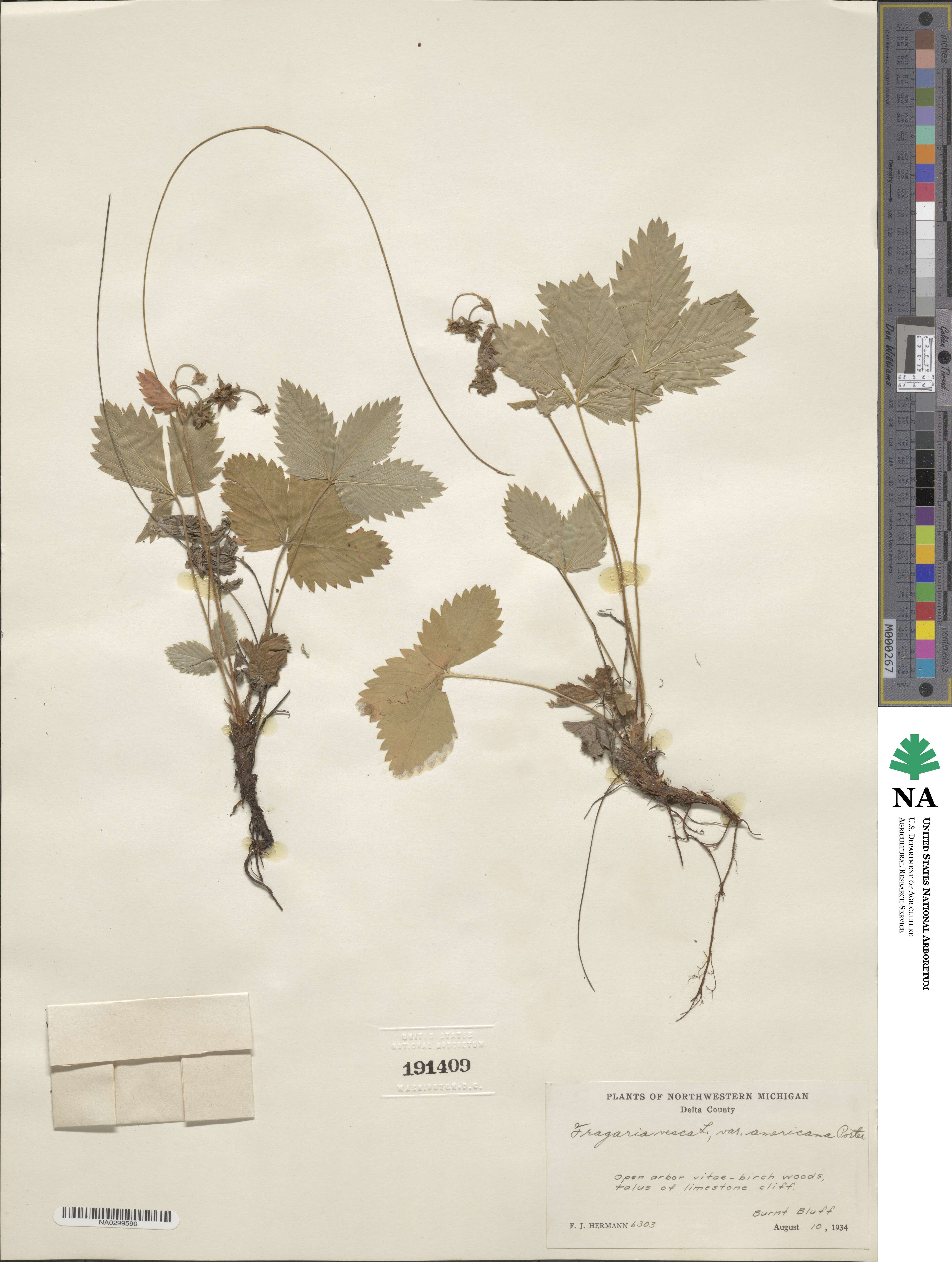 Fragaria vesca subsp. americana image