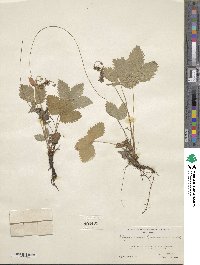 Fragaria vesca subsp. americana image