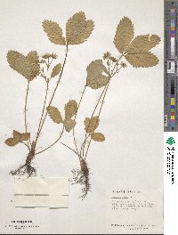 Fragaria vesca subsp. americana image