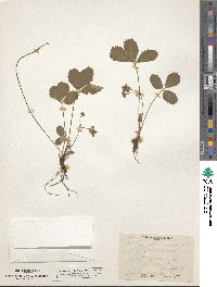 Fragaria virginiana subsp. glauca image