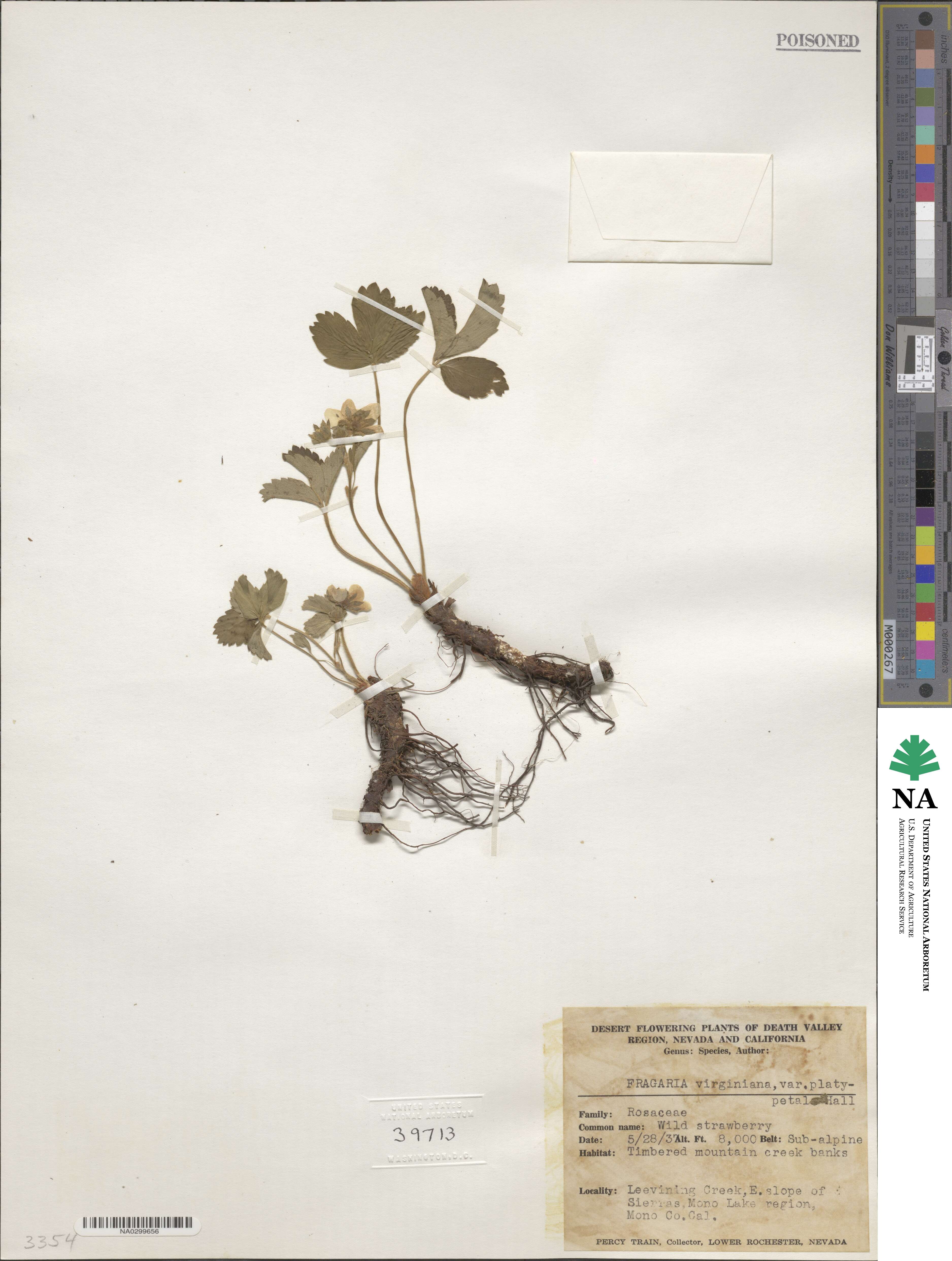 Fragaria virginiana subsp. platypetala image