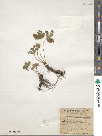 Fragaria virginiana subsp. platypetala image