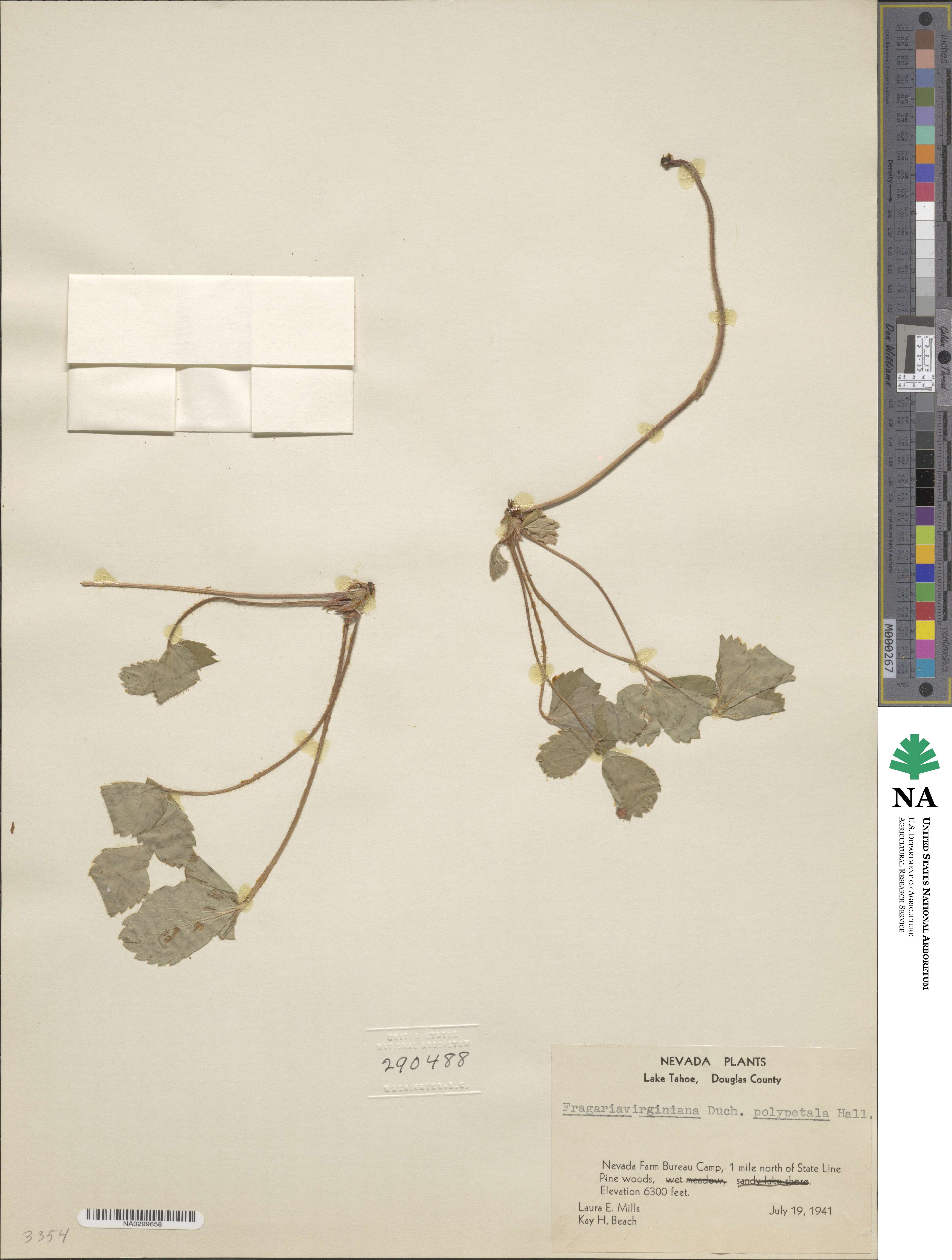 Fragaria virginiana subsp. platypetala image