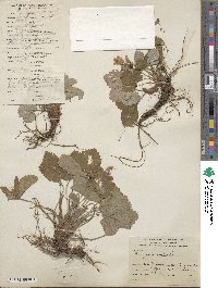 Fragaria vesca image