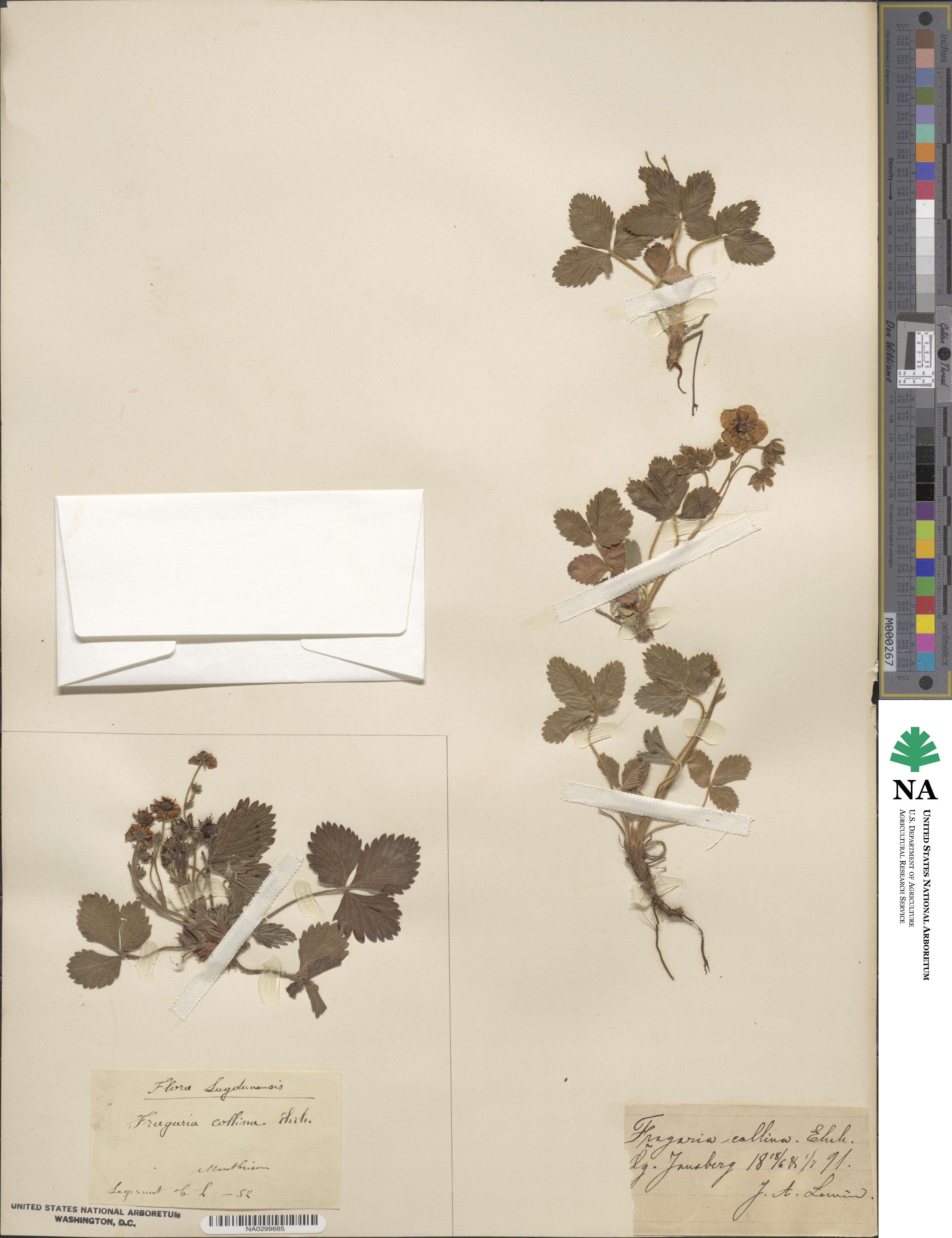 Fragaria viridis subsp. viridis image