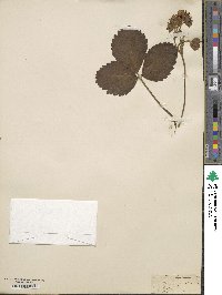 Fragaria × ananassa image