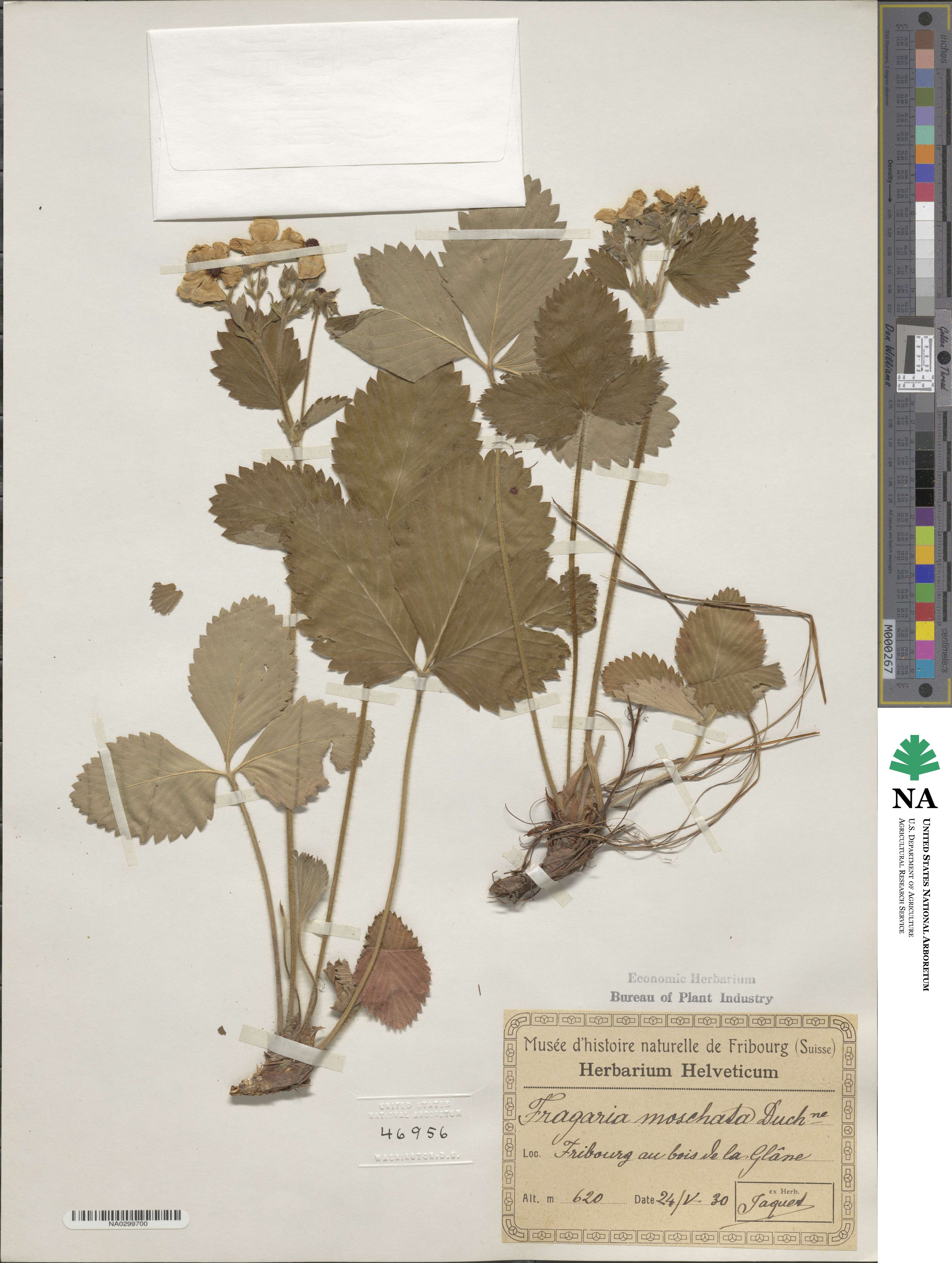 Fragaria moschata image