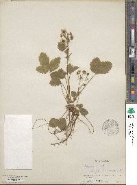 Fragaria vesca image