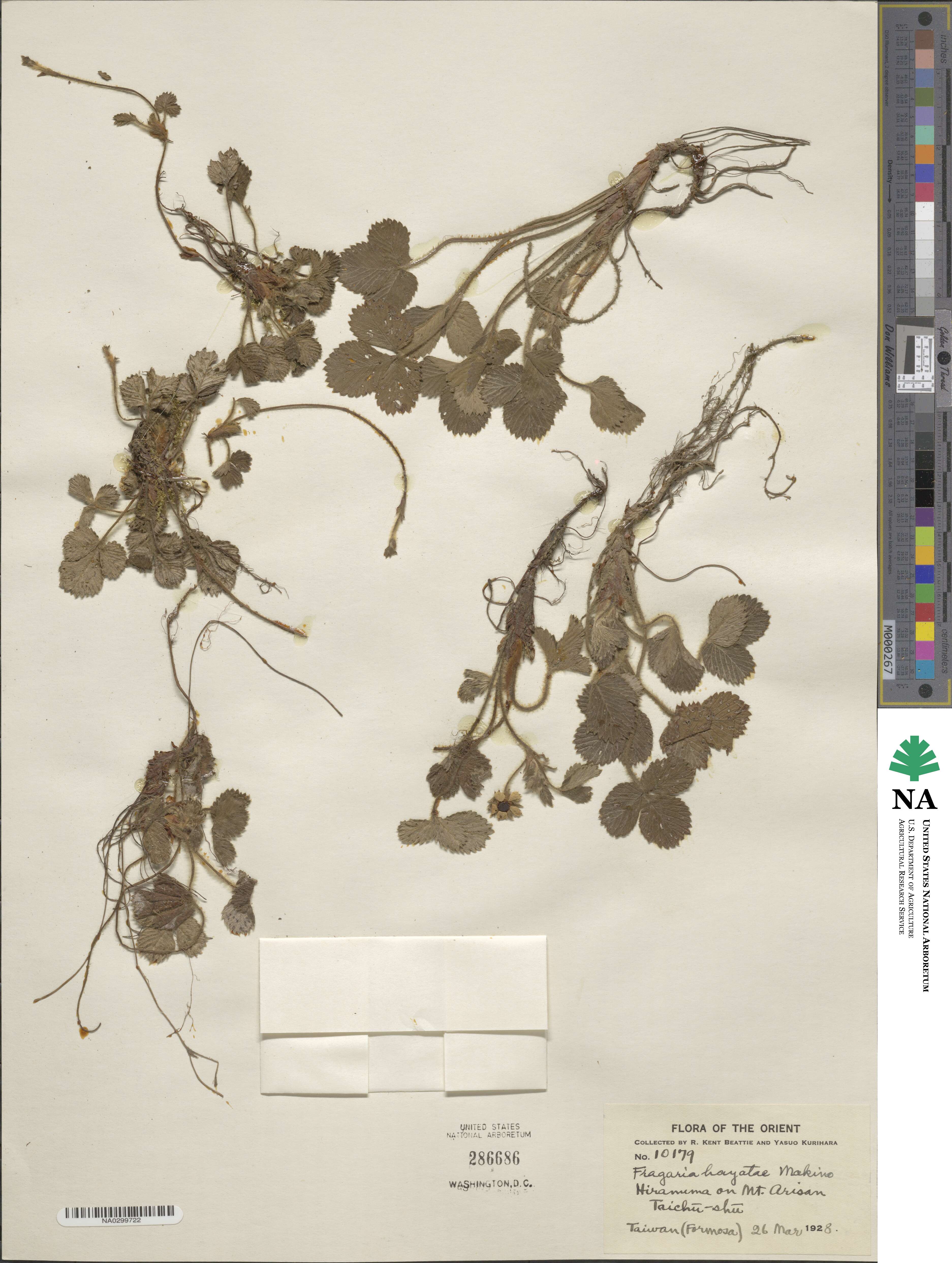 Fragaria nilgerrensis image