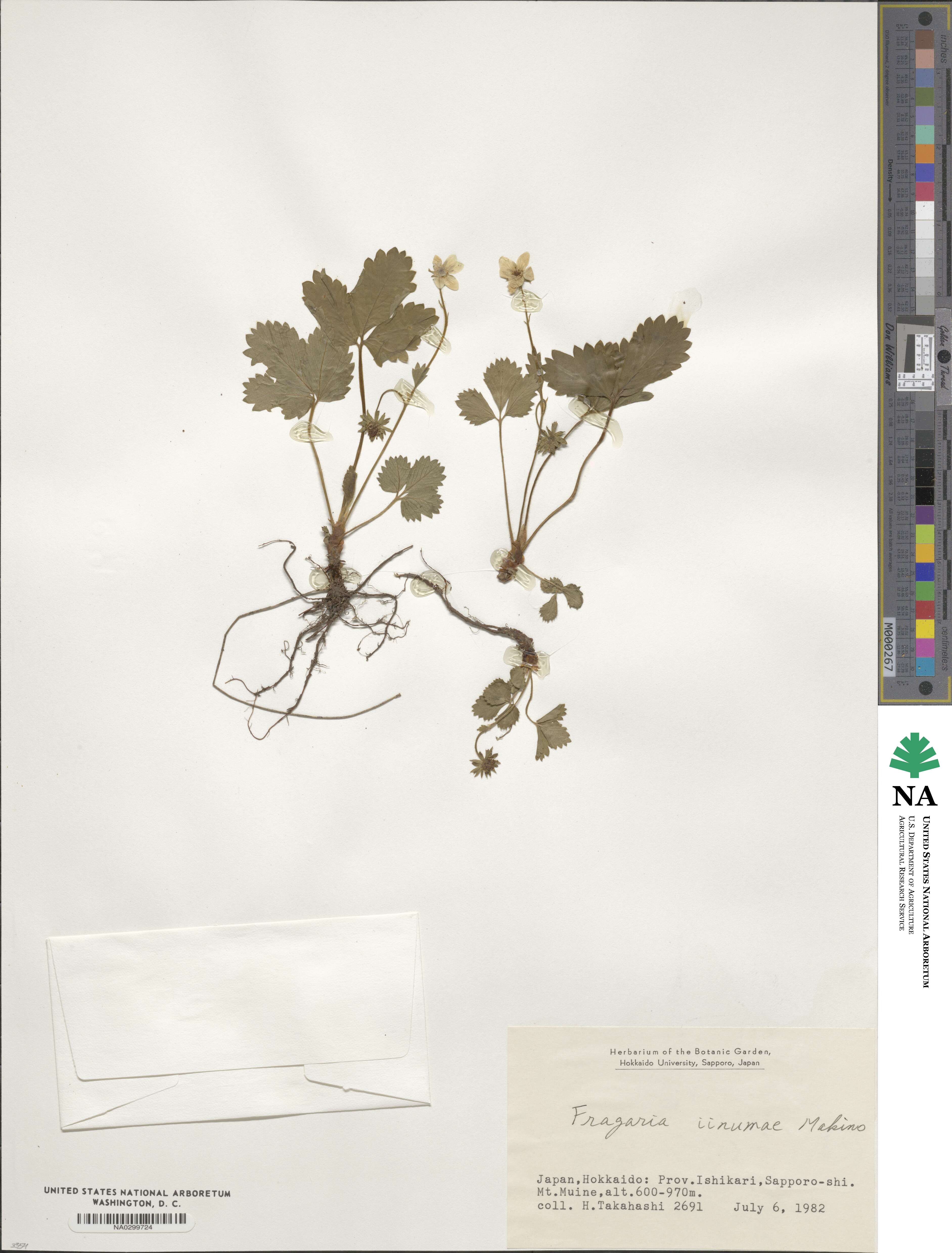 Fragaria iinumae image
