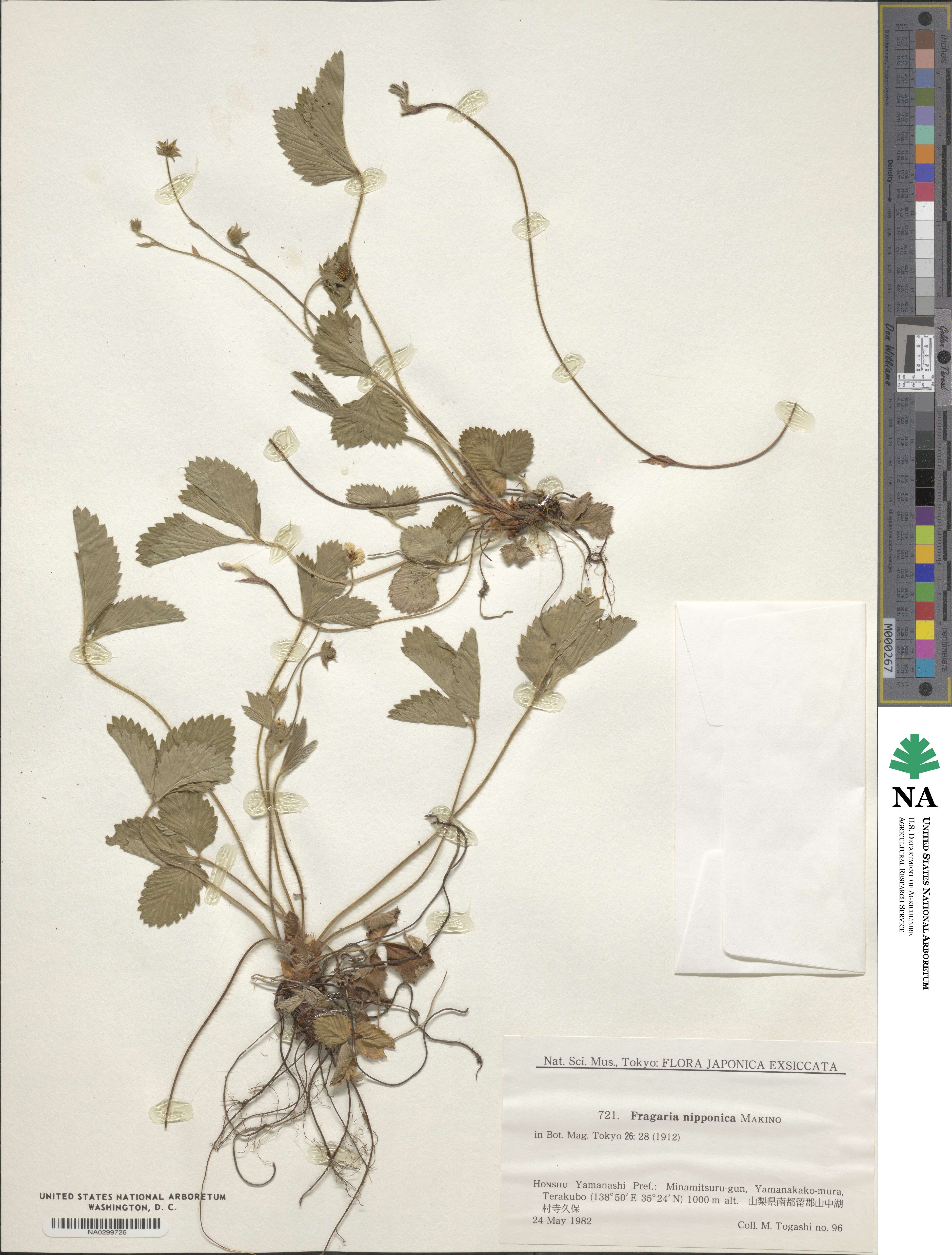 Fragaria nipponica image