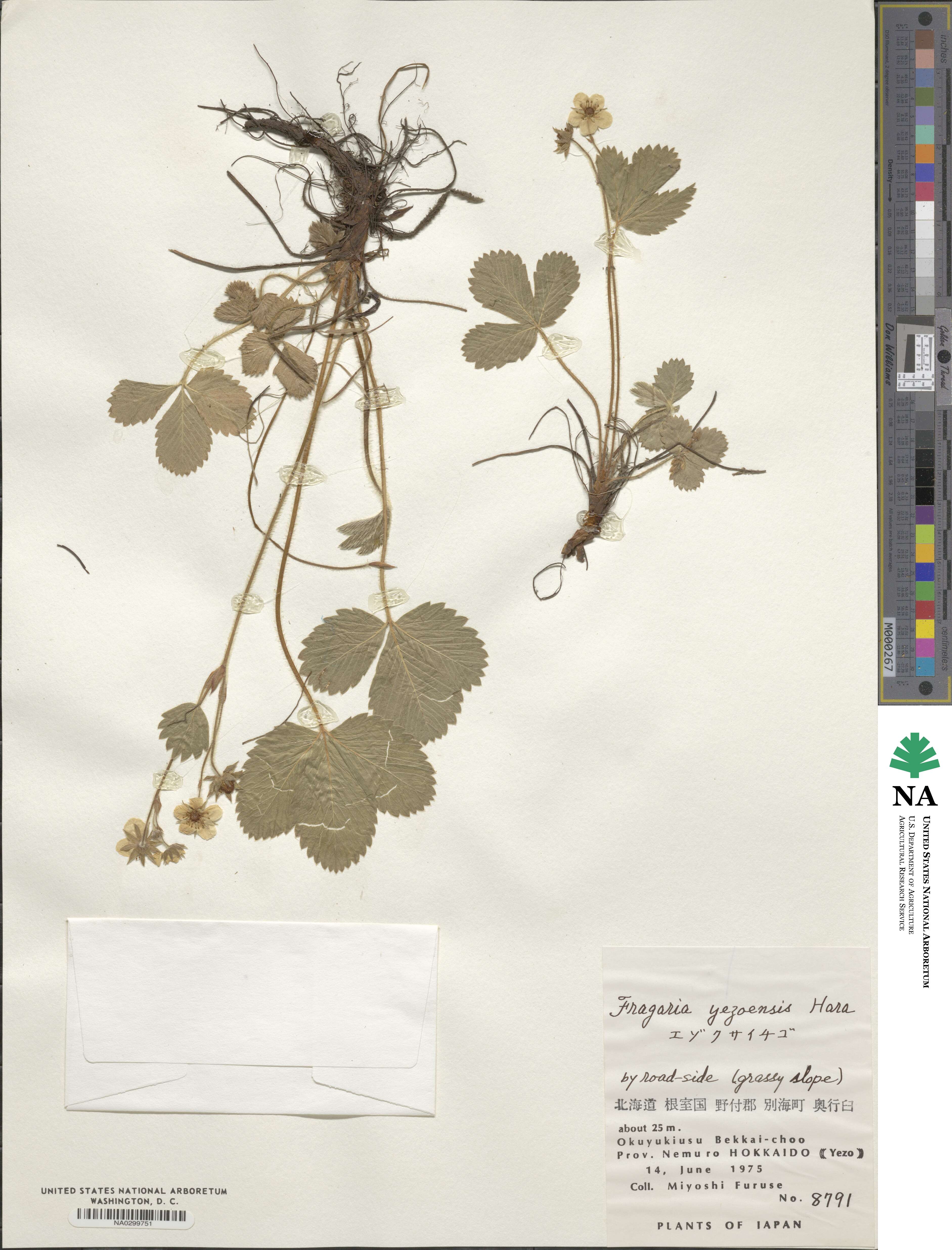 Fragaria nipponica subsp. nipponica image