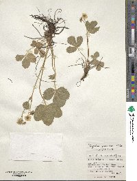 Fragaria nipponica subsp. nipponica image