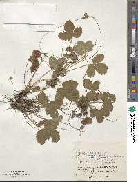 Fragaria nipponica subsp. nipponica image