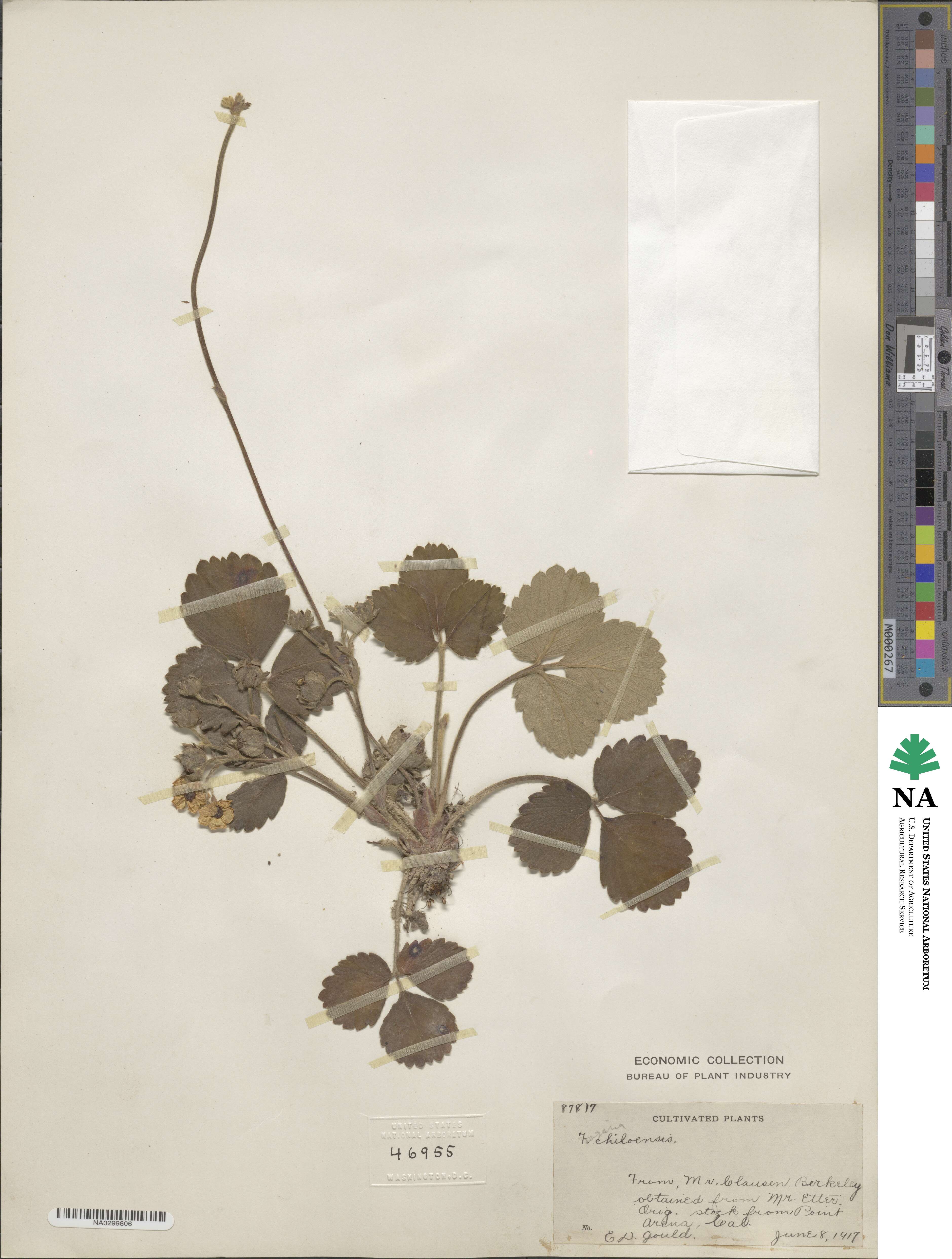 Fragaria chiloensis image