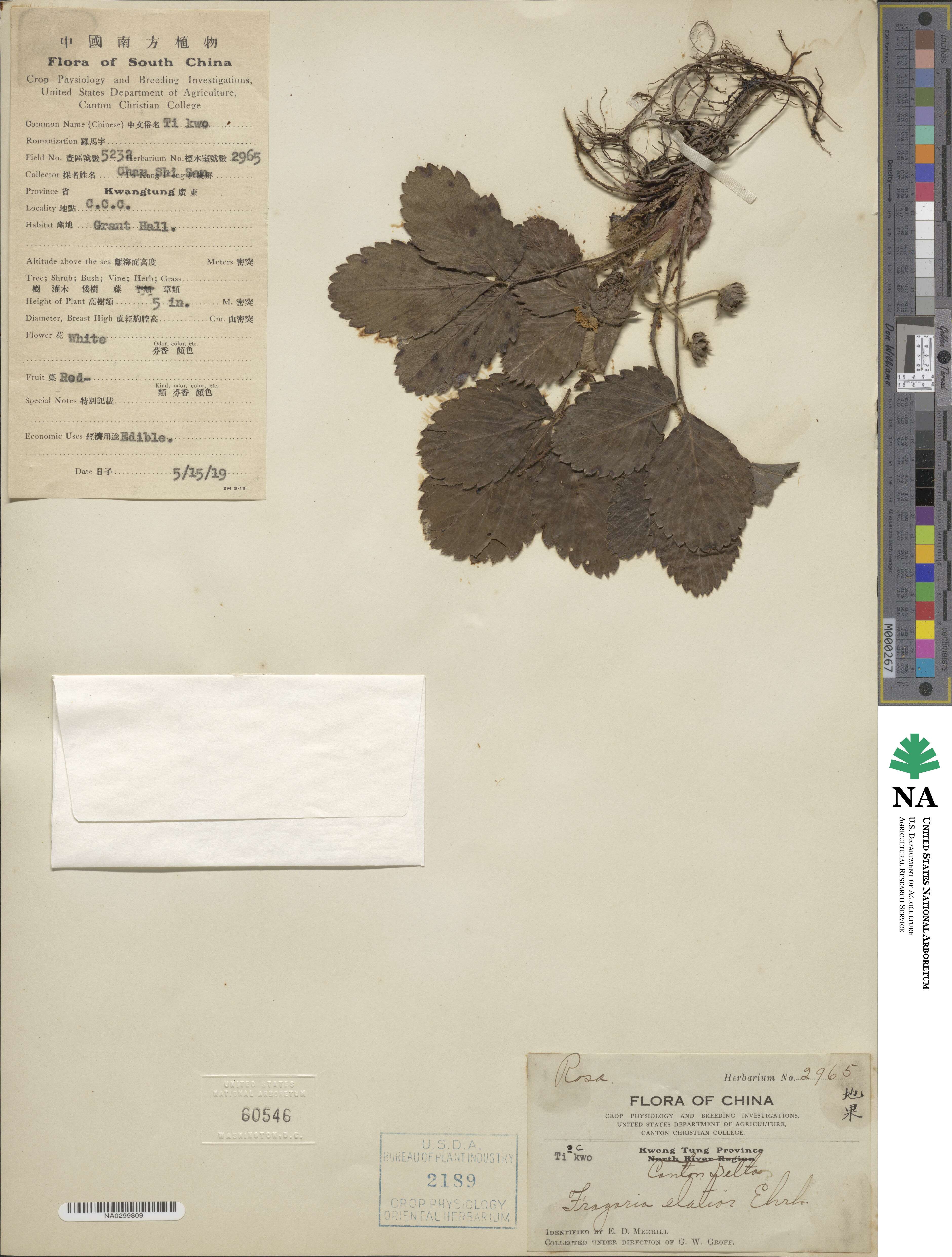 Fragaria elatior image