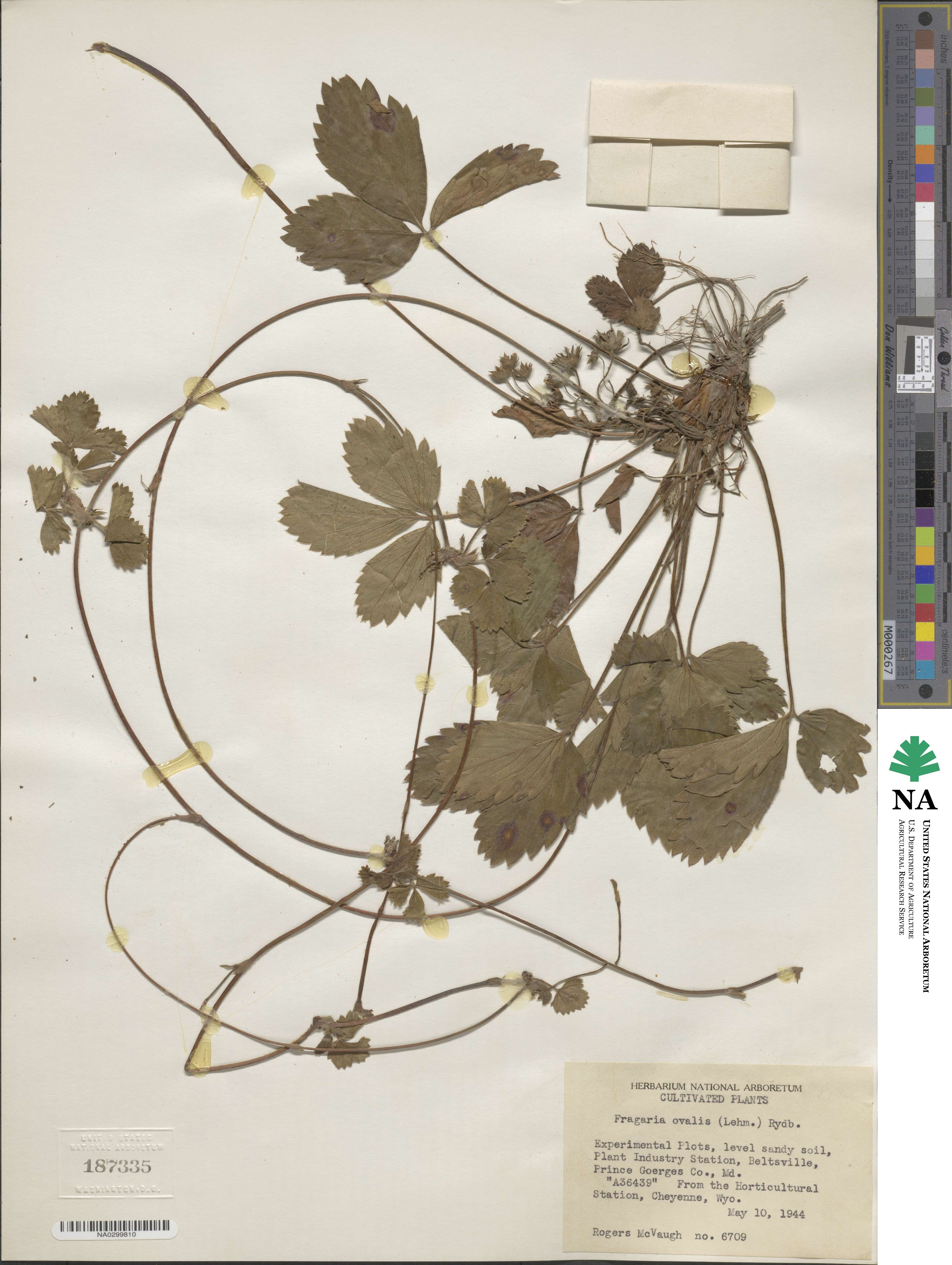 Fragaria virginiana subsp. glauca image