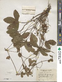 Fragaria virginiana subsp. glauca image