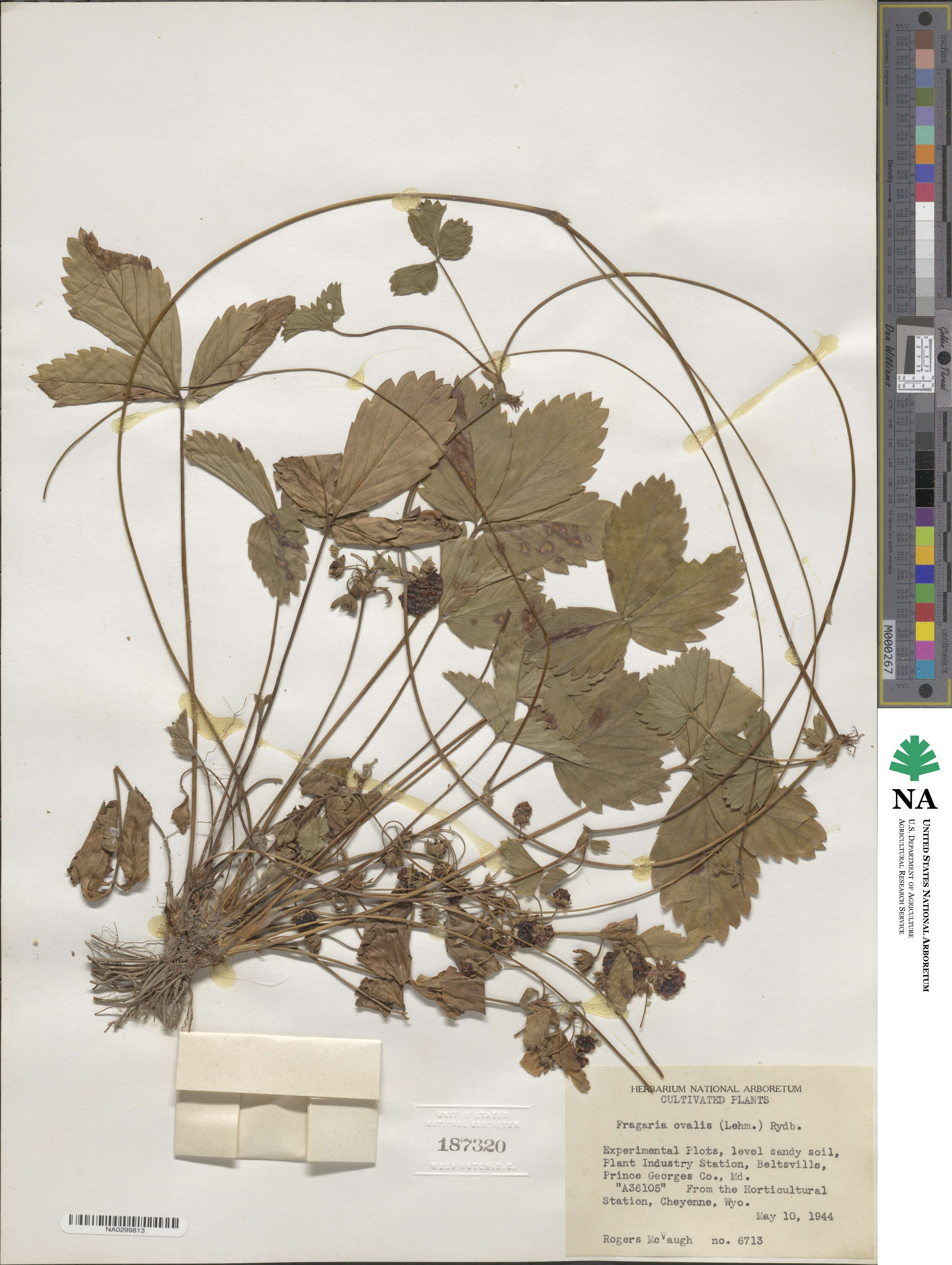 Fragaria virginiana subsp. glauca image