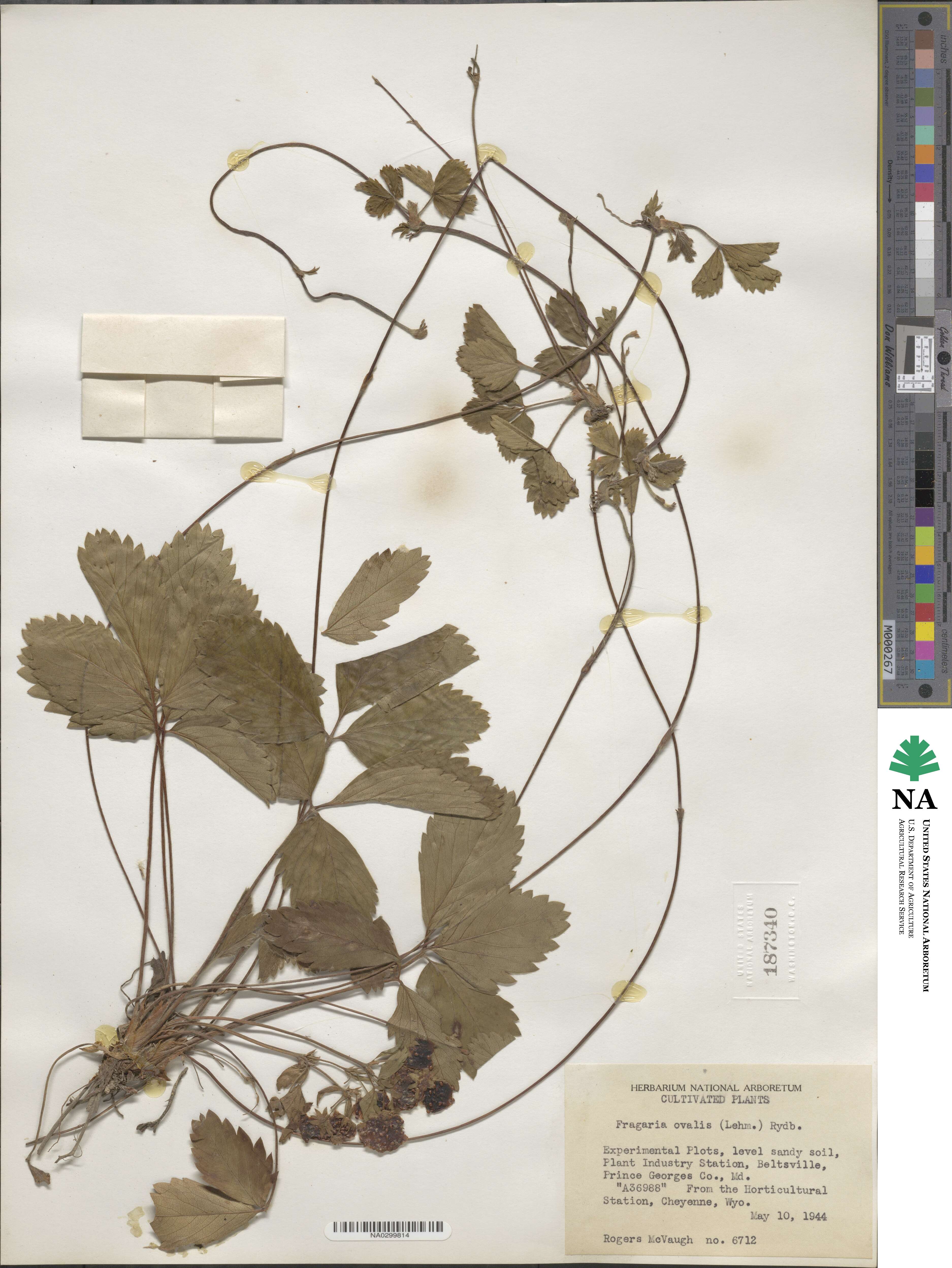 Fragaria virginiana subsp. glauca image