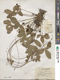 Fragaria virginiana subsp. glauca image