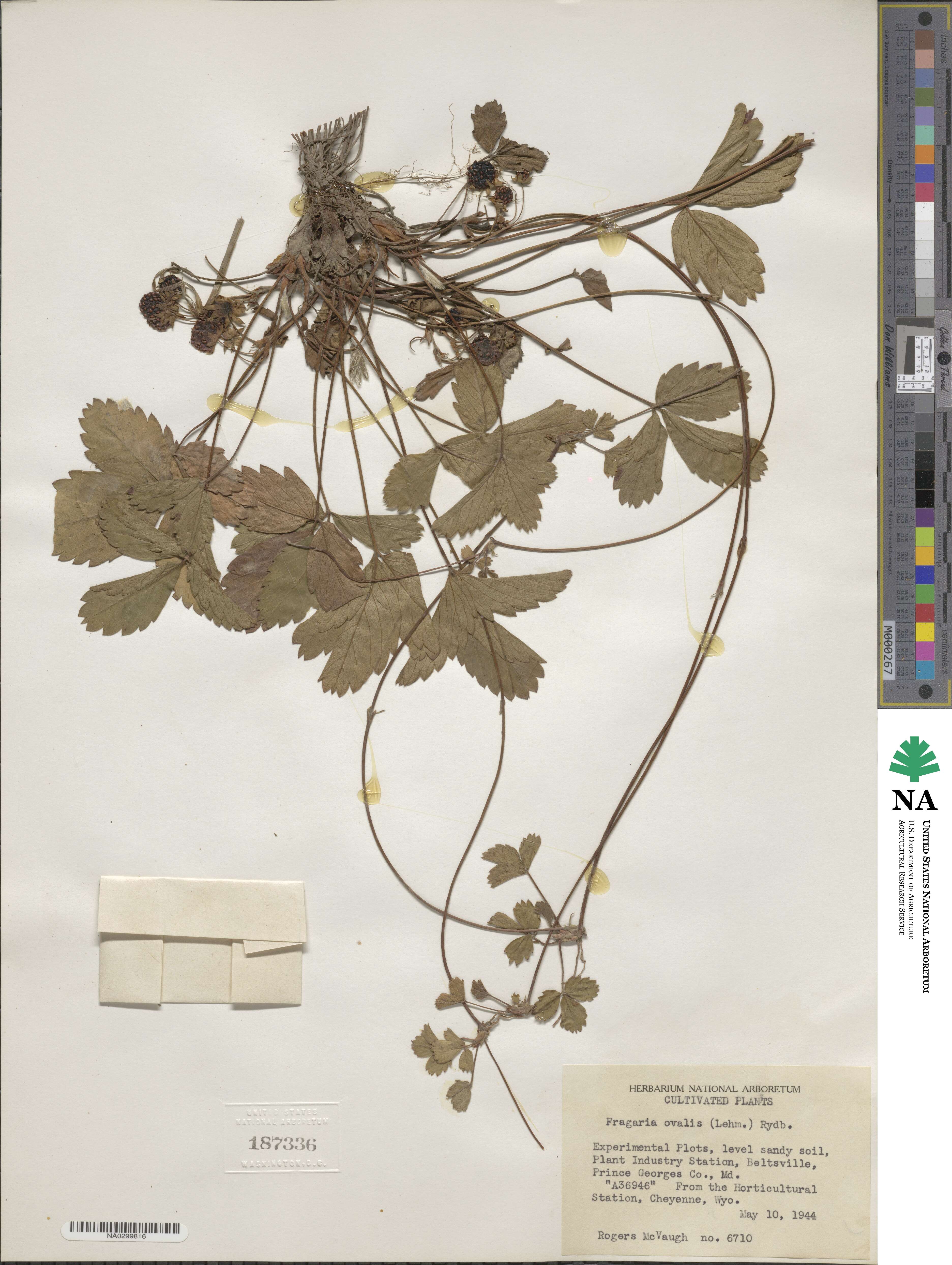 Fragaria virginiana image