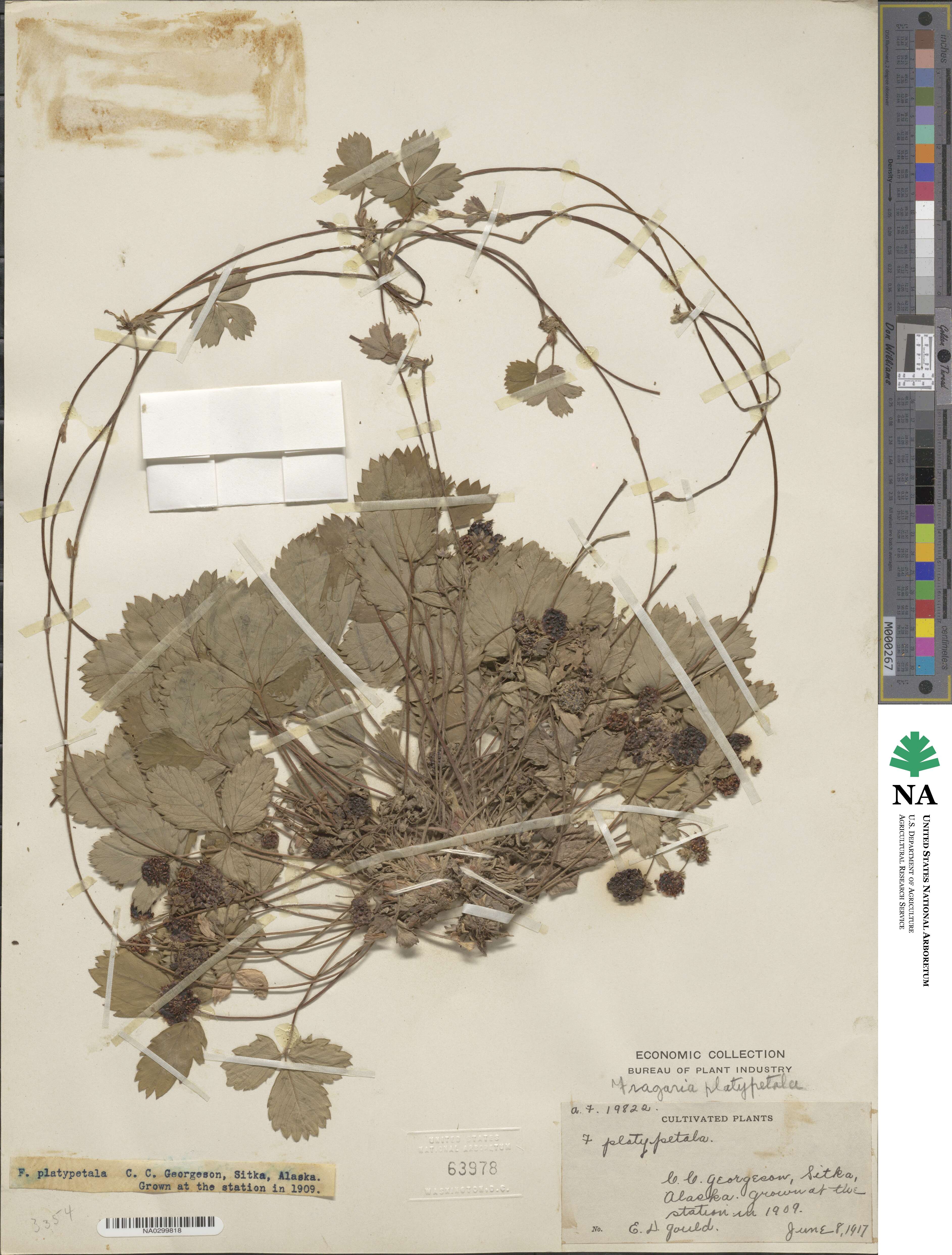 Fragaria virginiana subsp. platypetala image