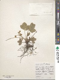 Fragaria vesca subsp. bracteata image