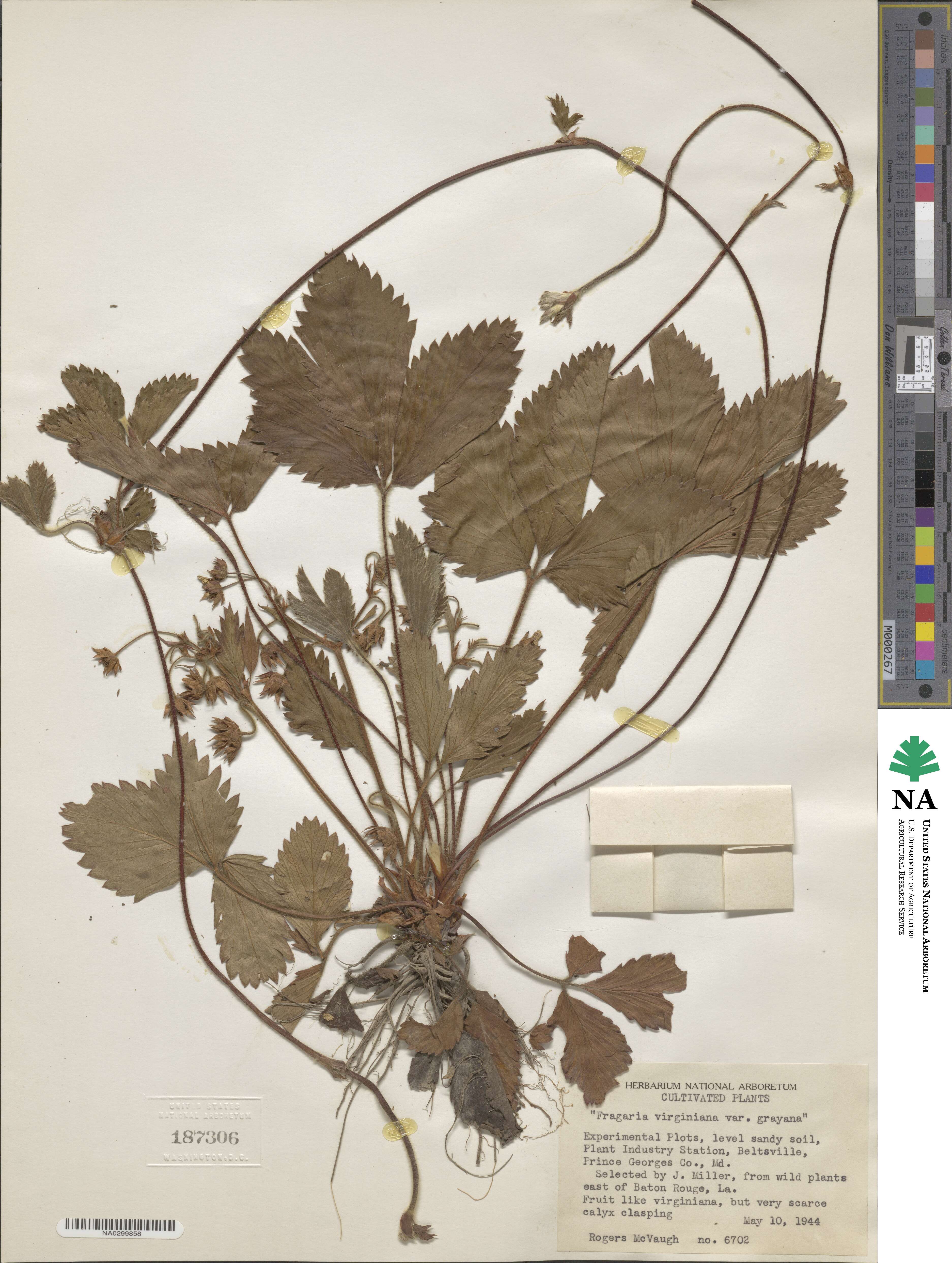 Fragaria virginiana subsp. grayana image