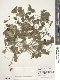 Potentilla indica image