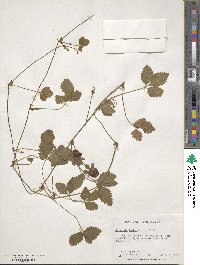 Potentilla indica image