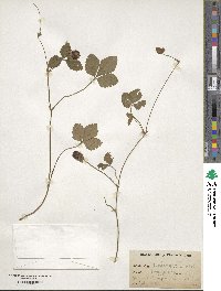 Potentilla indica image