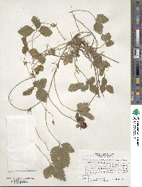 Potentilla indica image