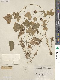 Potentilla indica image