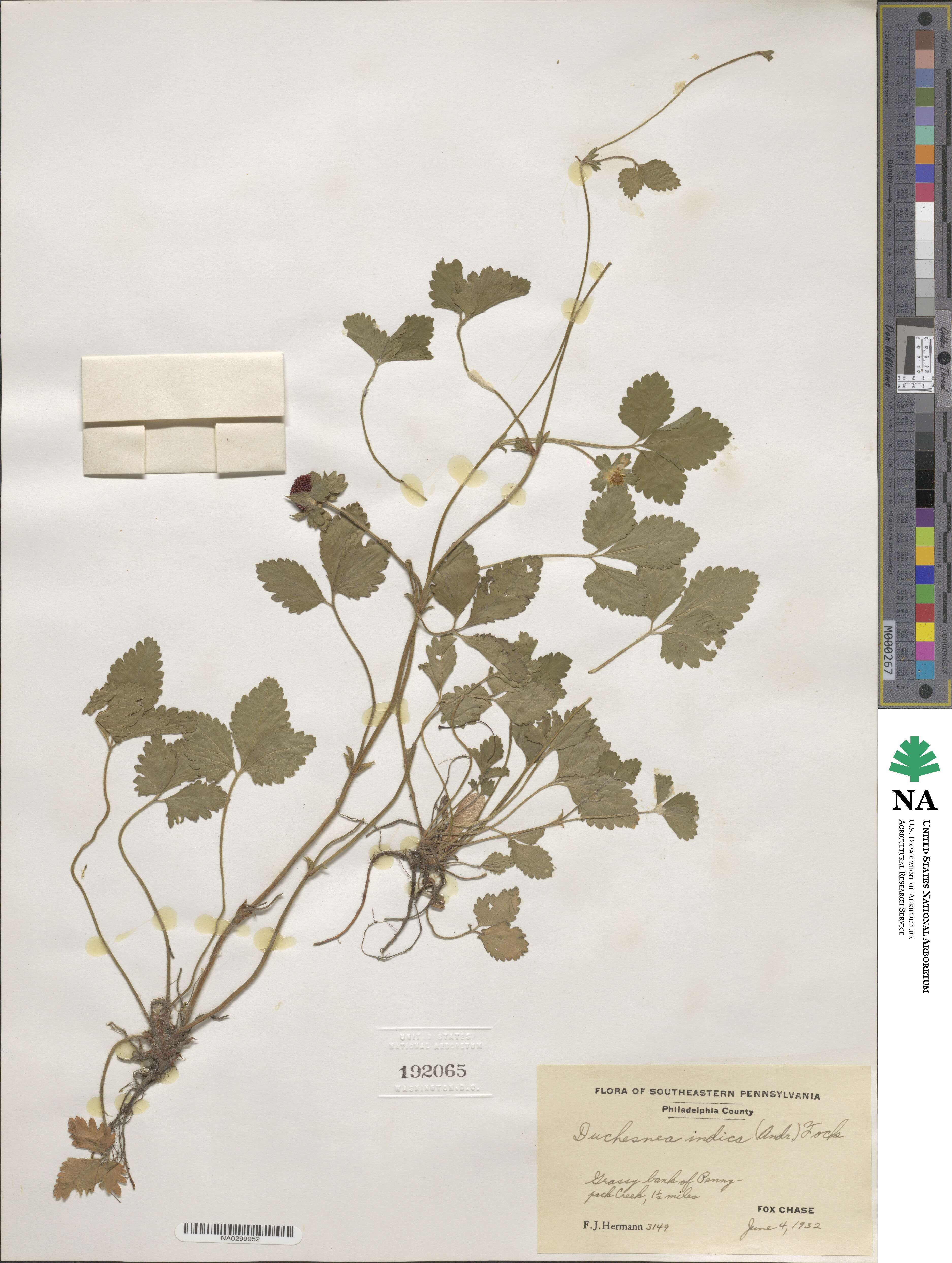 Potentilla indica image